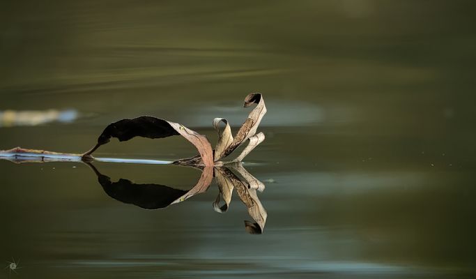 Blatt im Wasser