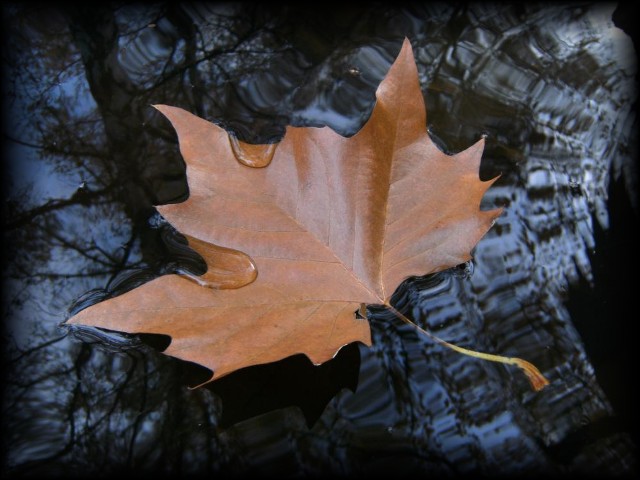 Blatt im Wasser