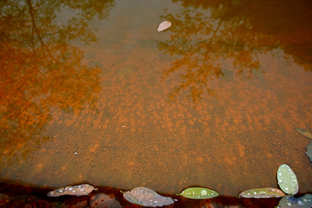 Blatt im Wasser