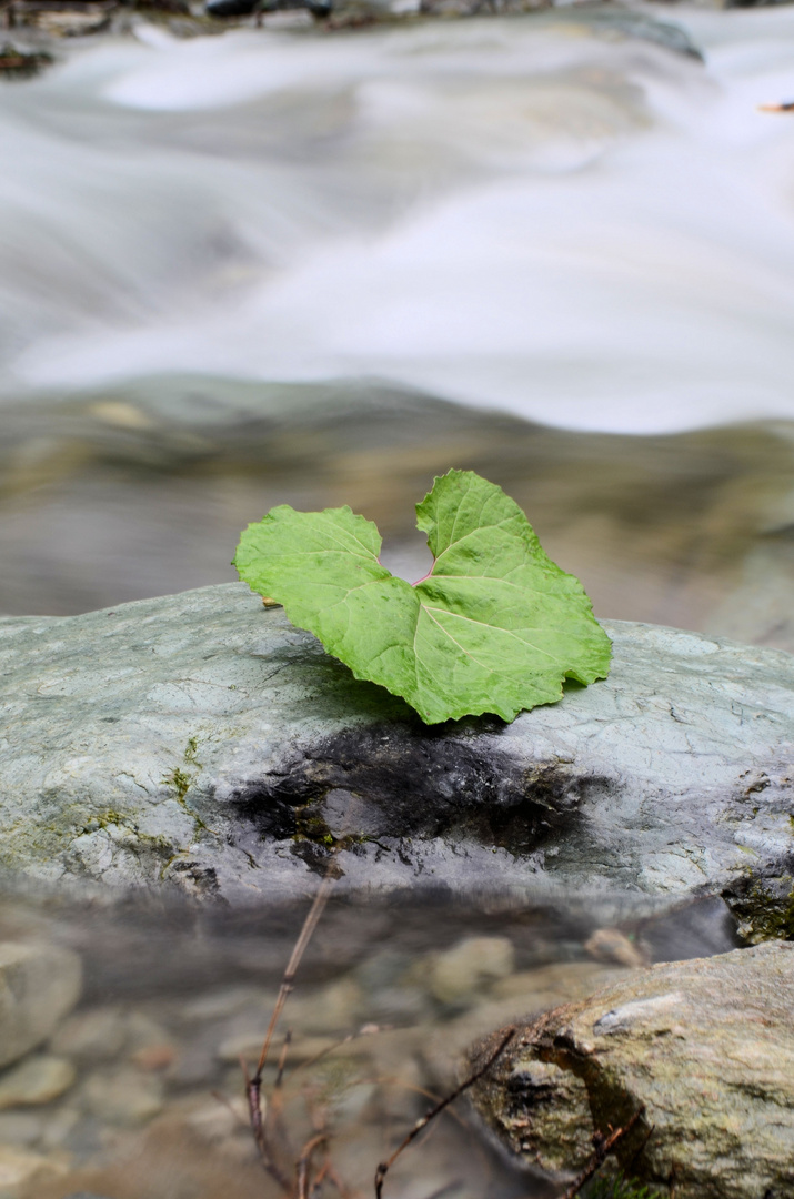 Blatt im Wasser-Nebel