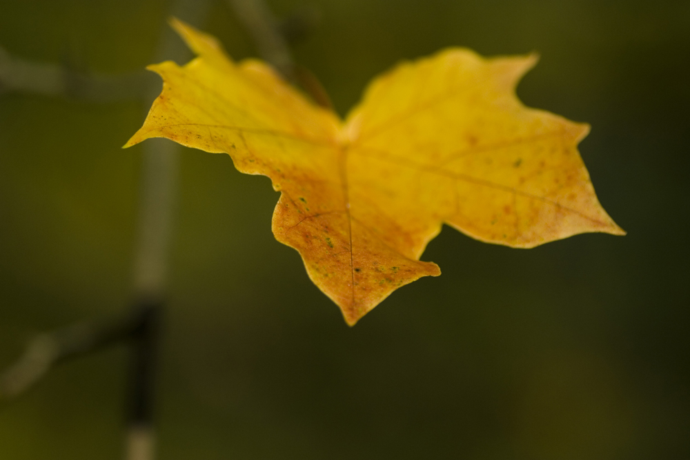 Blatt im Wind