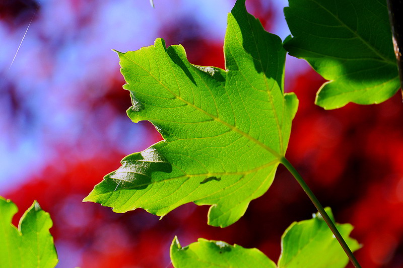 Blatt im Wind...