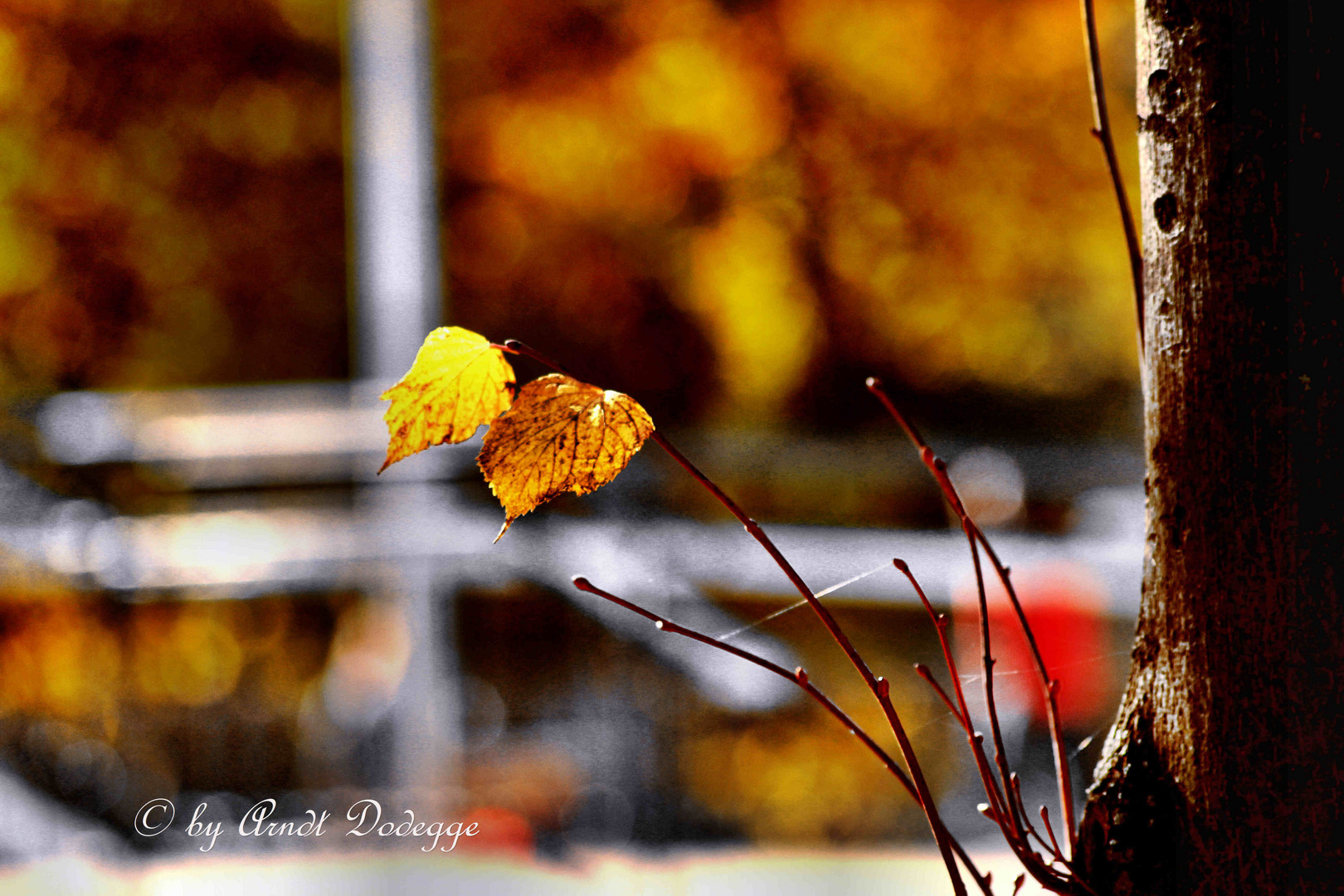 Blatt im Wind