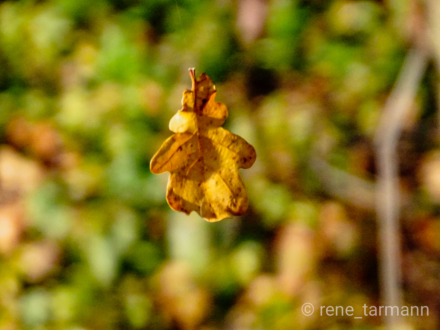 Blatt im Wind 