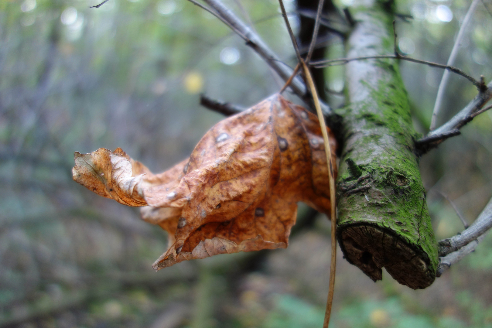 Blatt im Wind