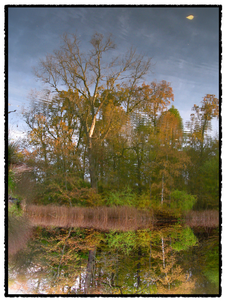 Blatt im WInd ?