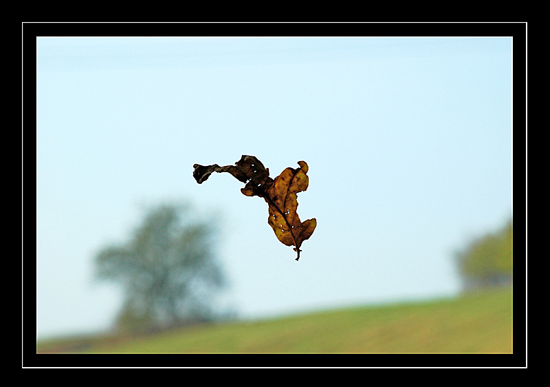 Blatt im Wind...nein.....:-)