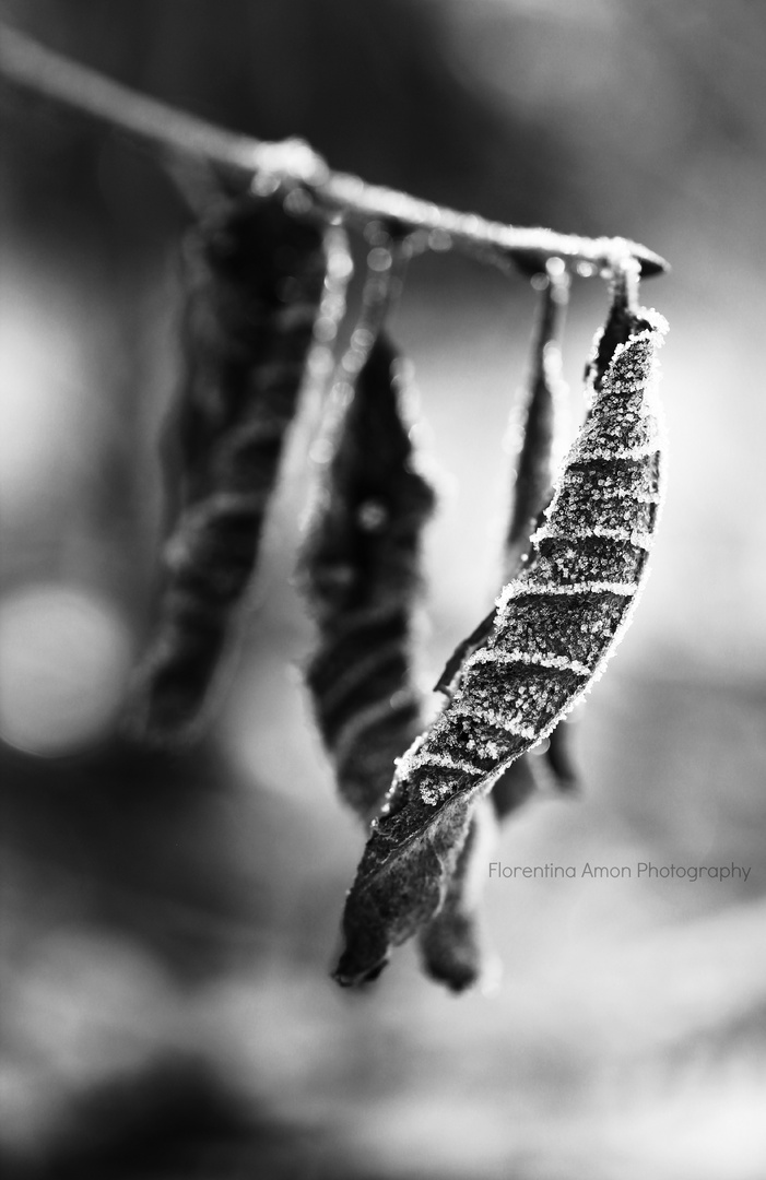 Blatt im Winter