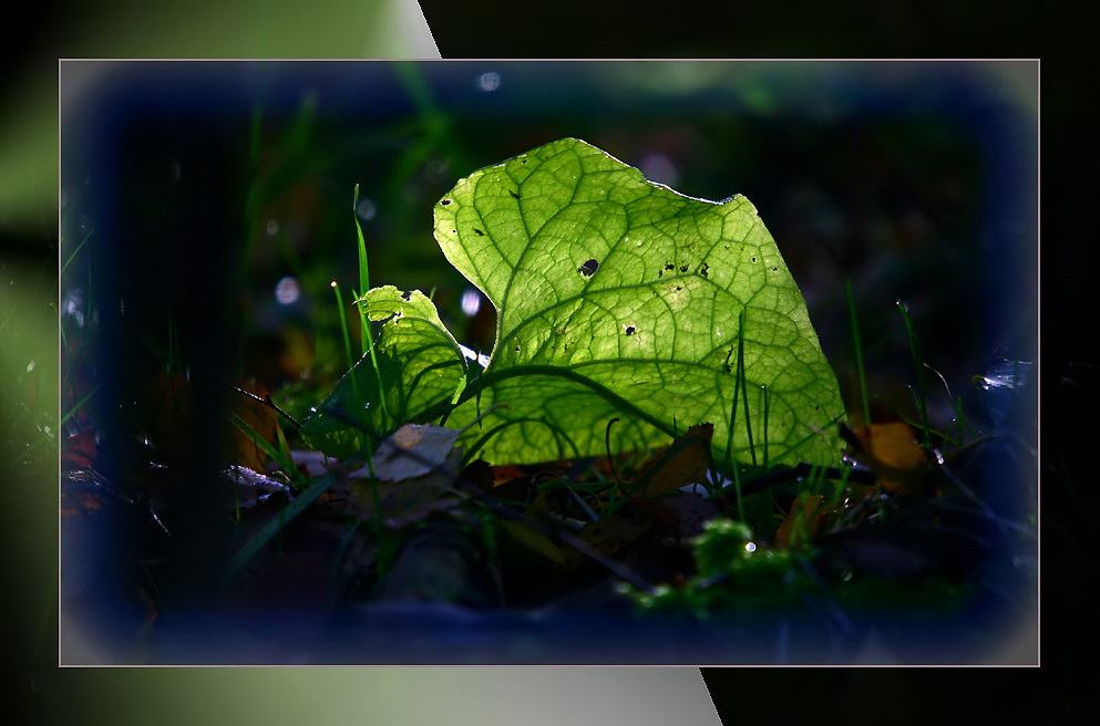 Blatt im Winterlicht