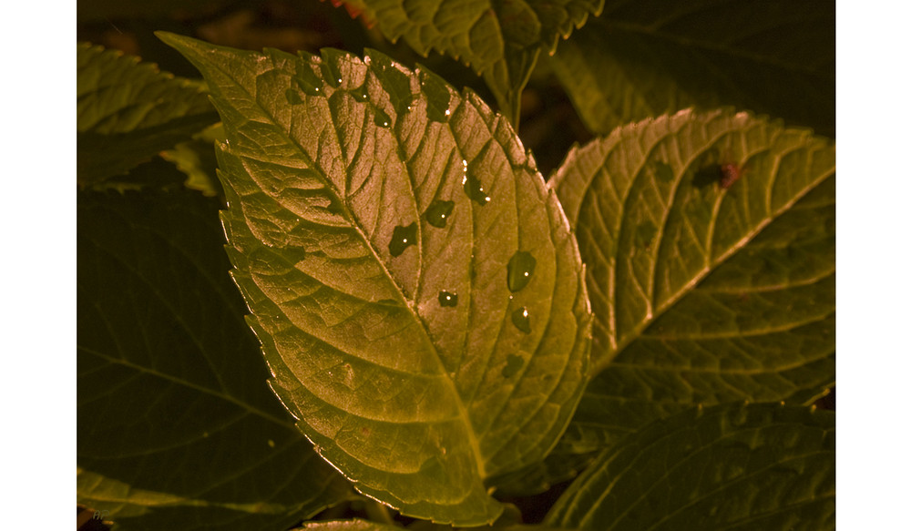 Blatt in der Abenddämmerung