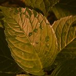 Blatt in der Abenddämmerung