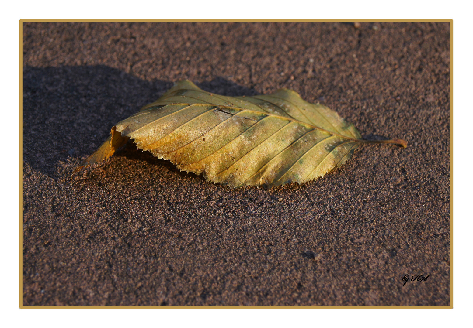 Blatt in der Abendsonne