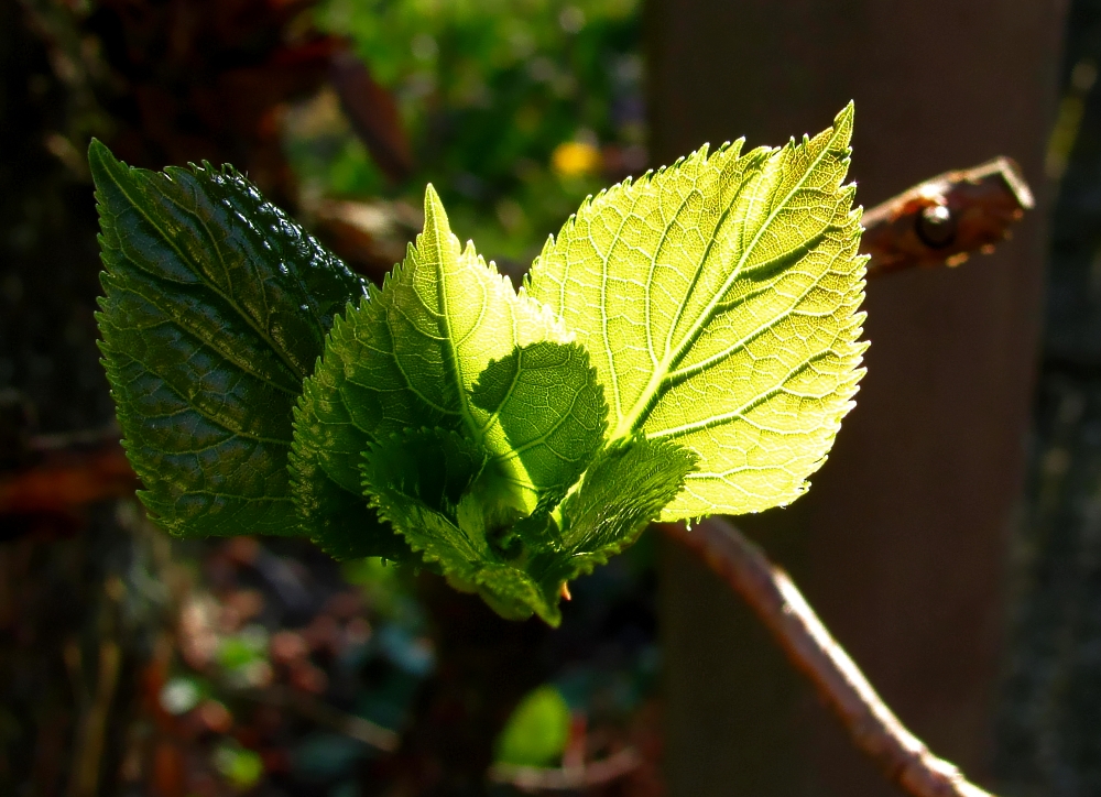 Blatt in der Abendsonne