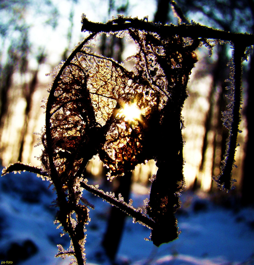 Blatt in der Erhabene Winter Morgen