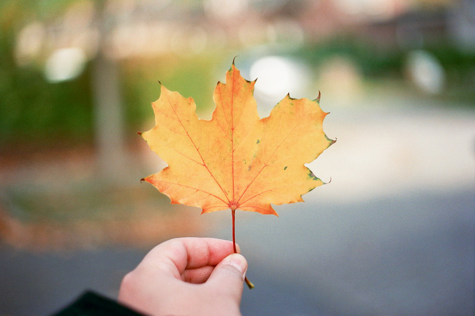 Blatt in der Hand