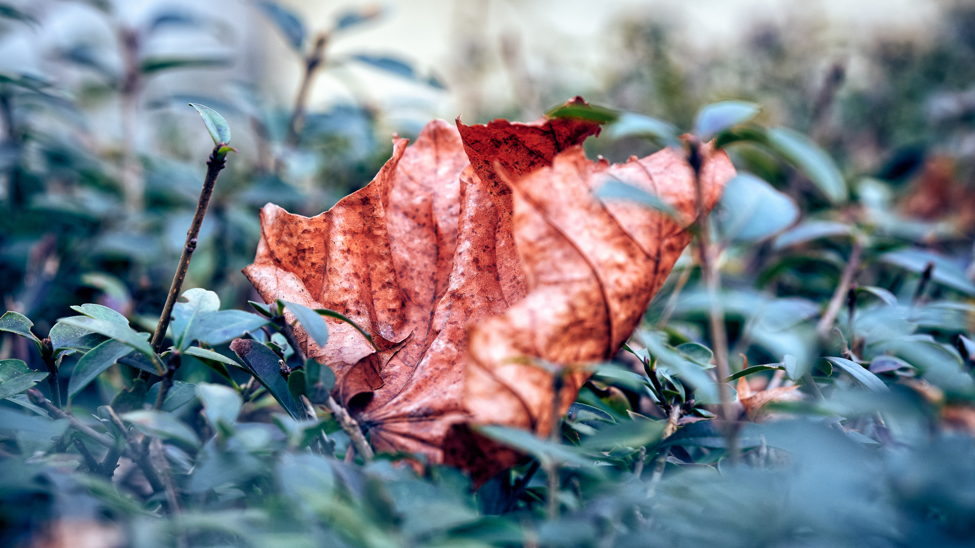 Blatt in der Hecke