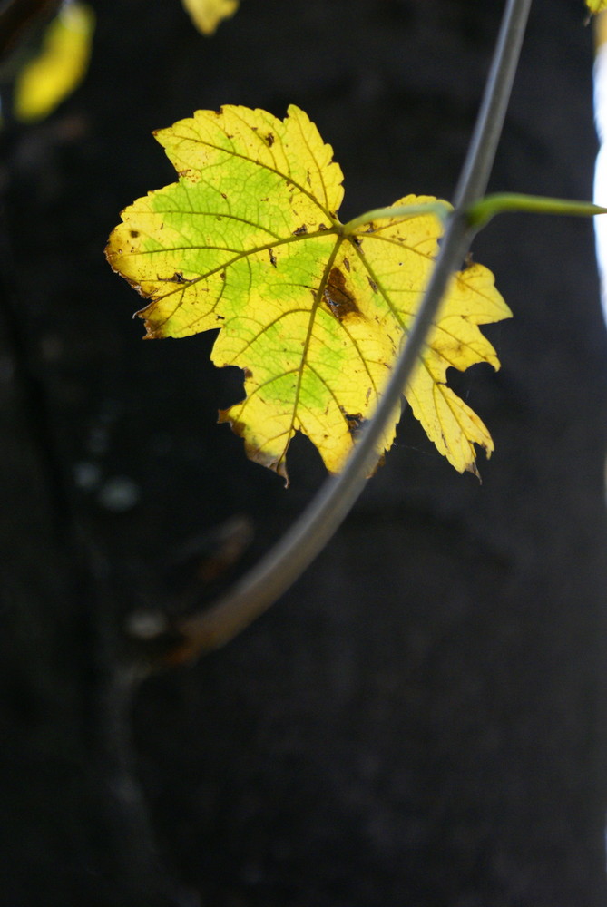 Blatt in der Herbstsonne