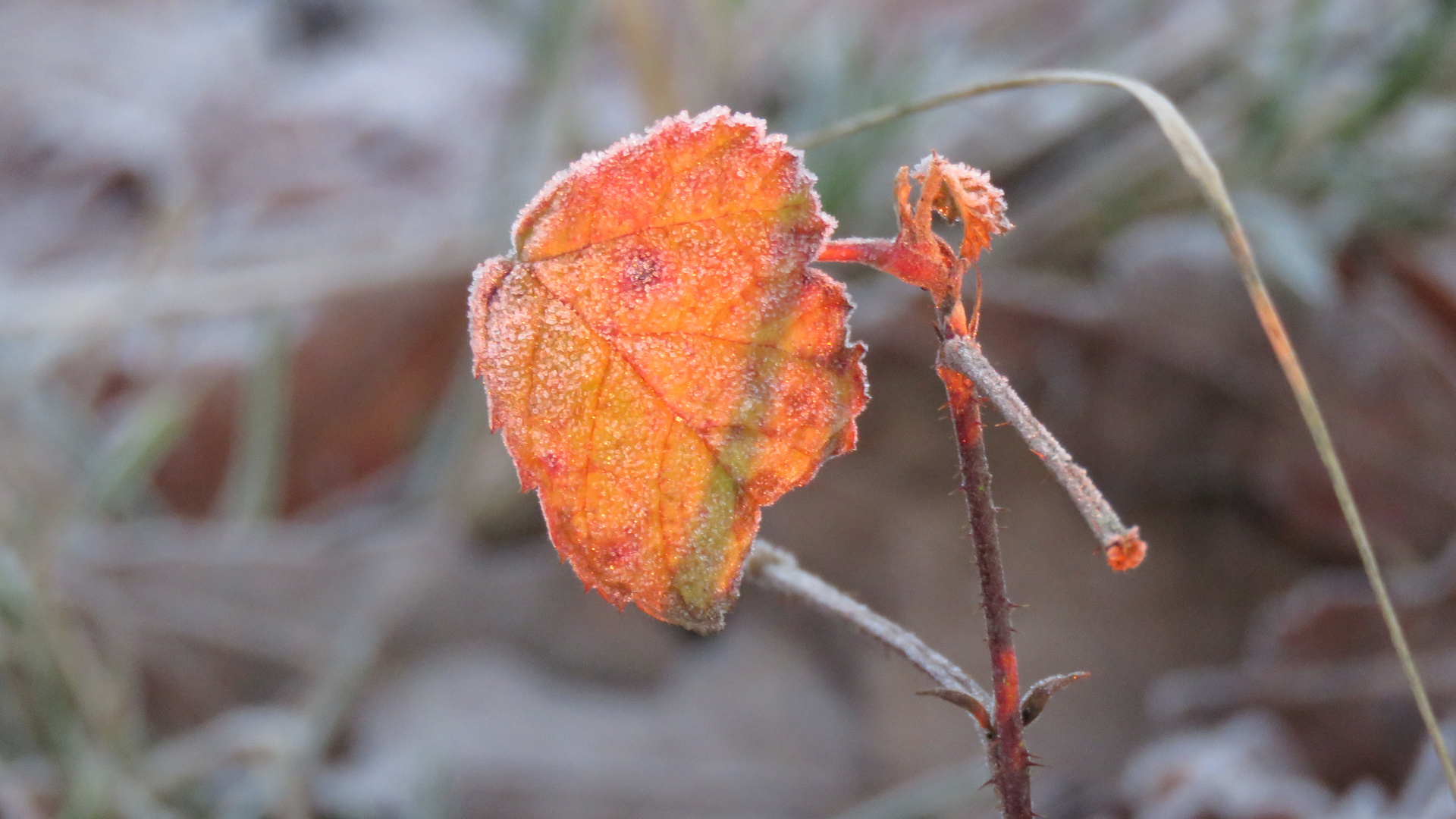 Blatt in der Morgensonne...