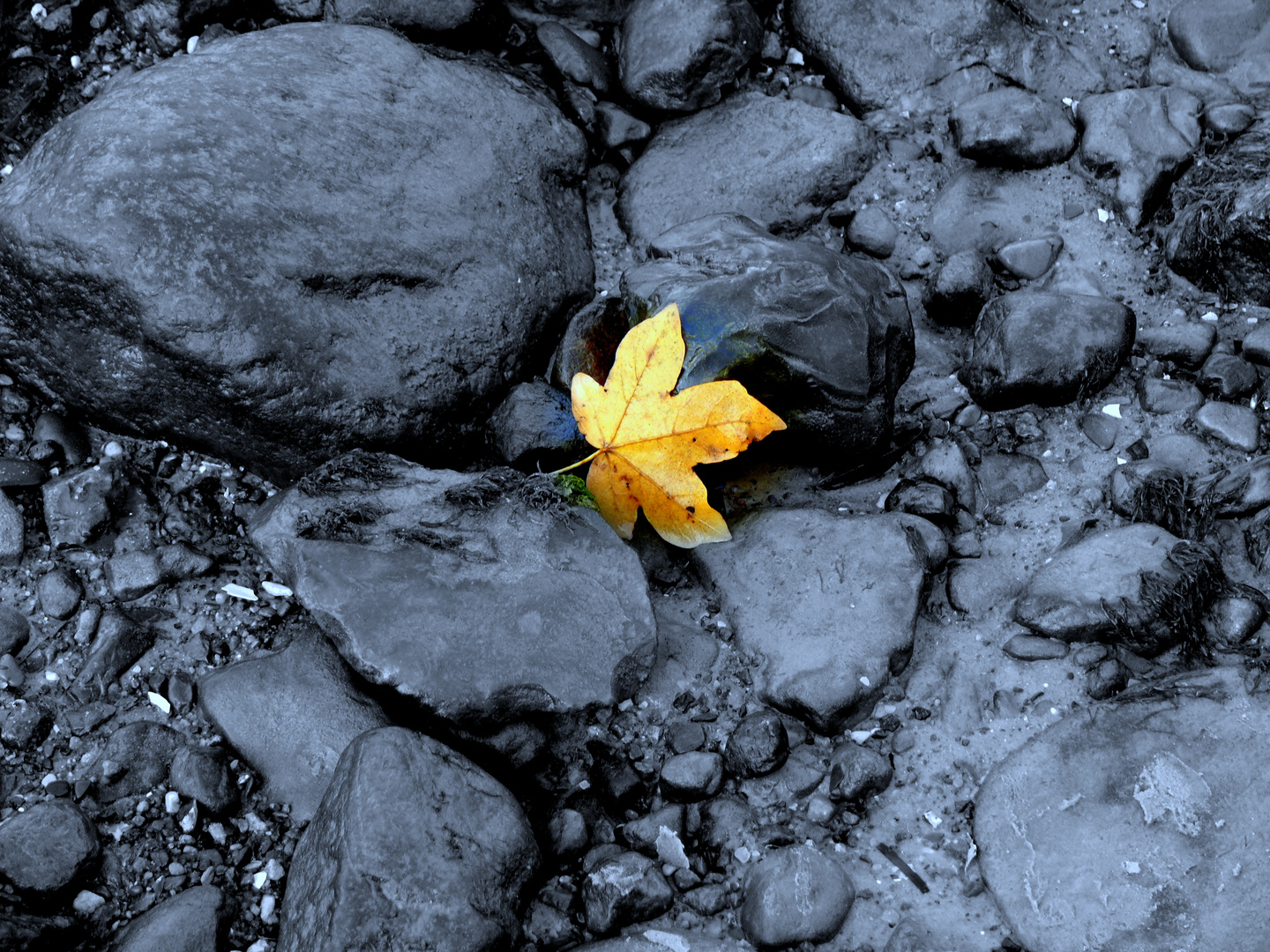 Blatt in der Ostsee