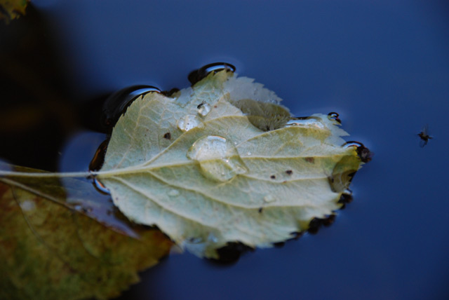 Blatt in der Regentonne