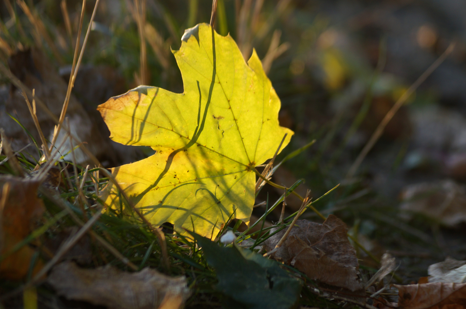 Blatt in der Sonne