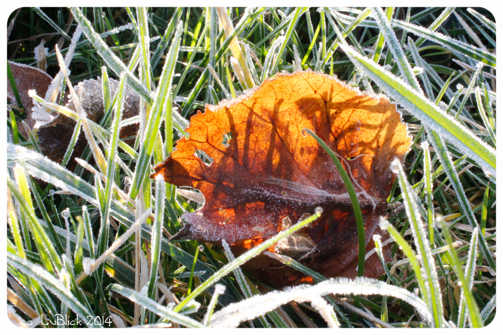 Blatt in der Sonne