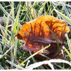 Blatt in der Sonne