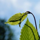 Blatt in der Sonne