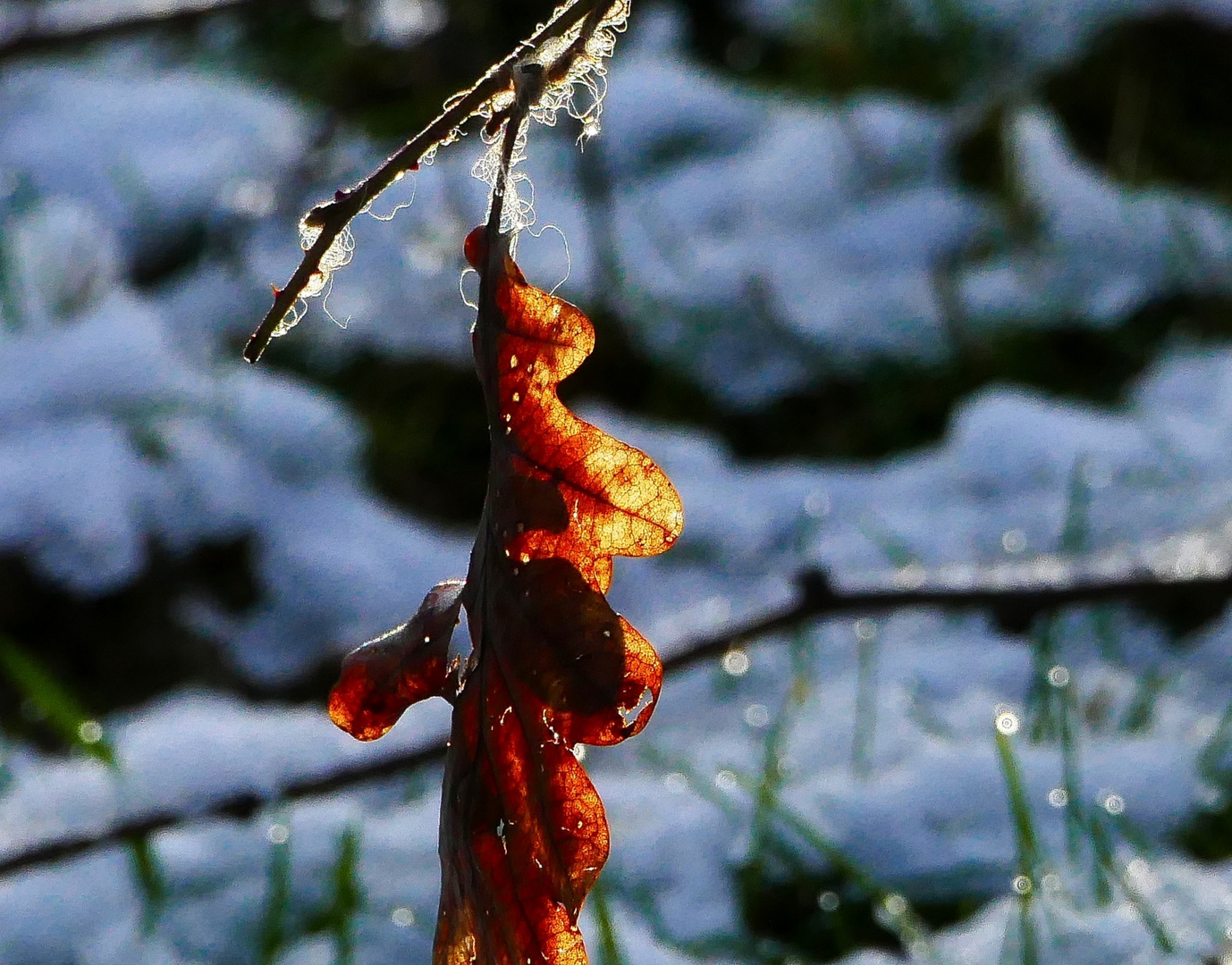 Blatt in der Sonne 