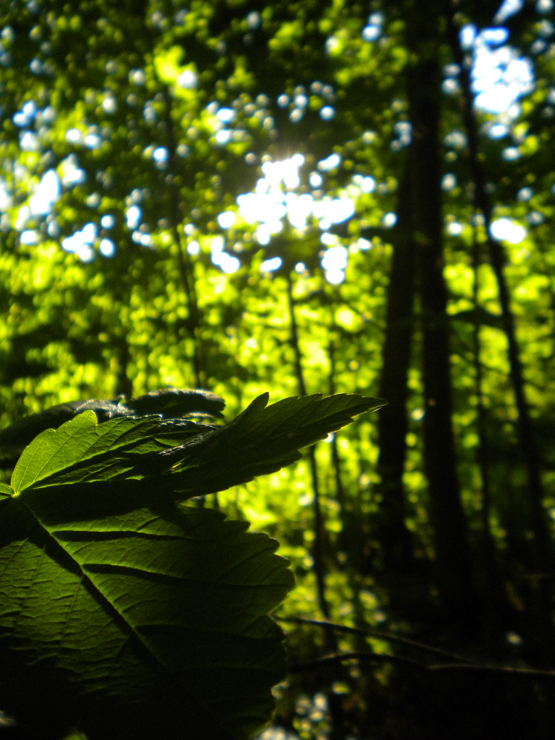 Blatt in der Sonne