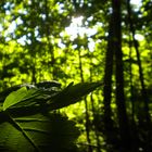 Blatt in der Sonne