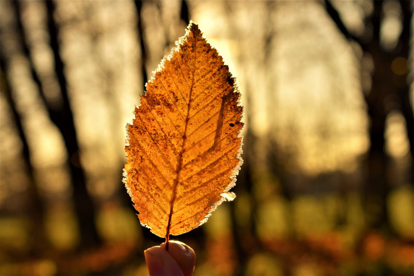 Blatt in der Sonne