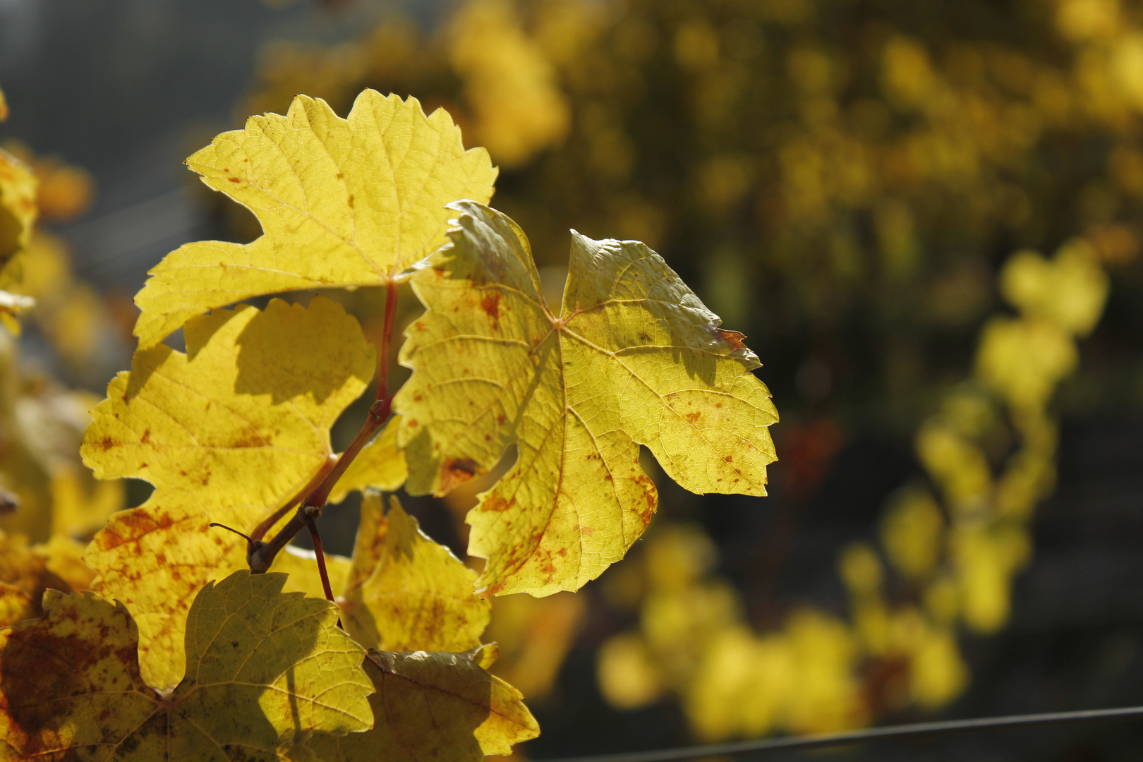 Blatt in der Sonne