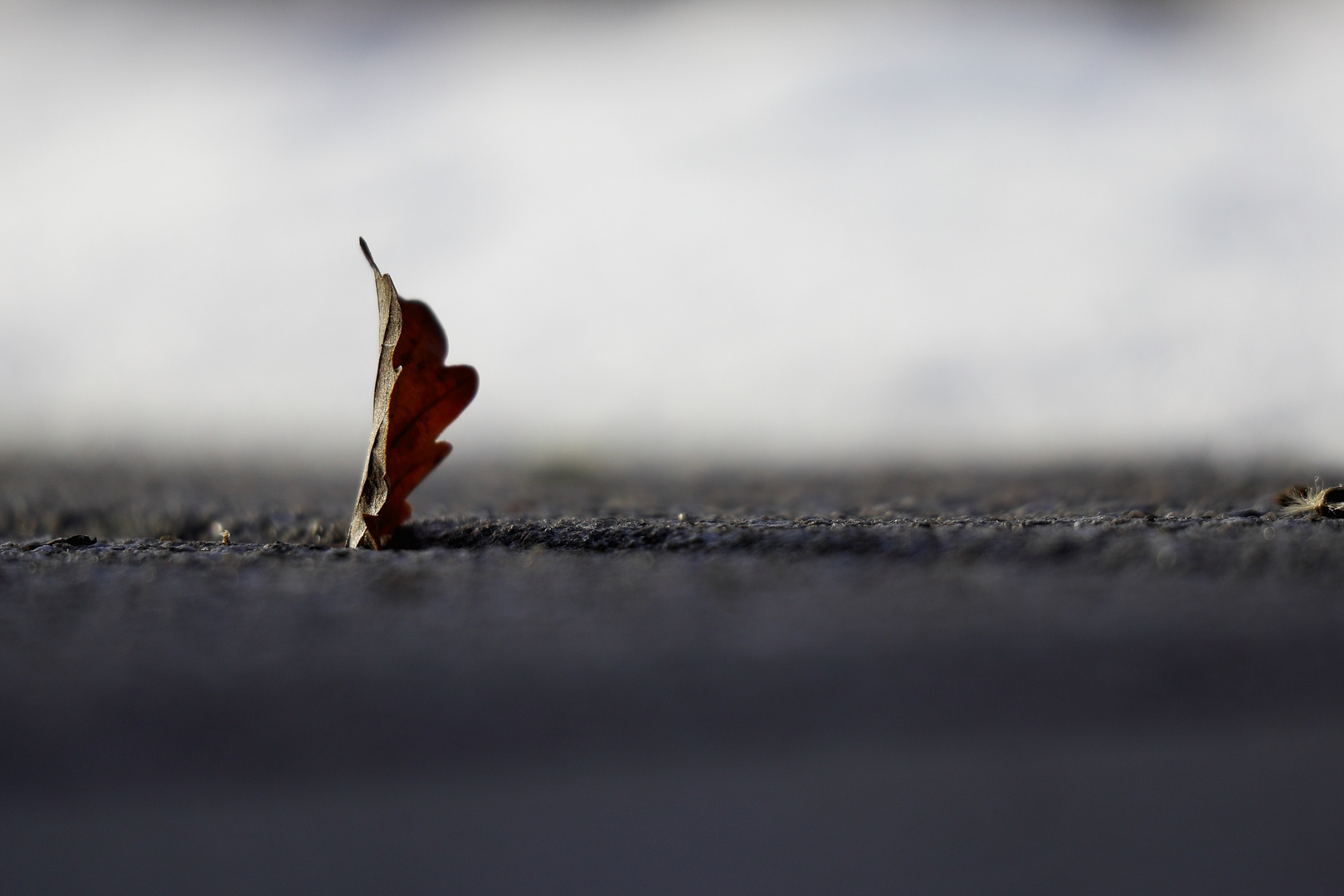 Blatt in der Wintersonne 