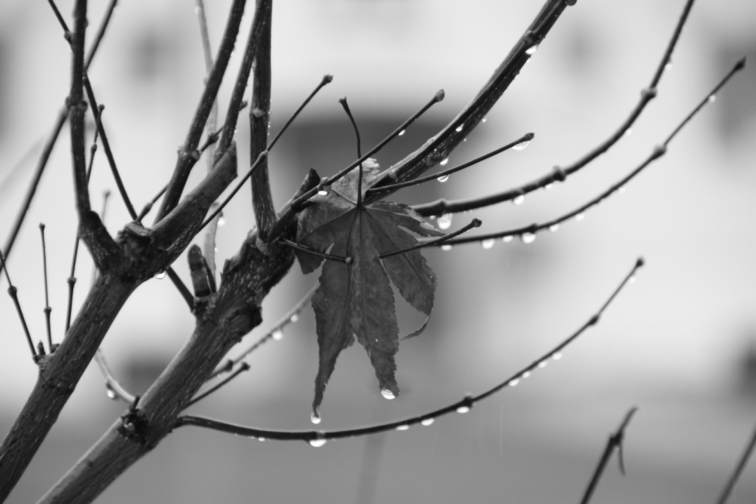 Blatt in Grau/schwarz Tönen