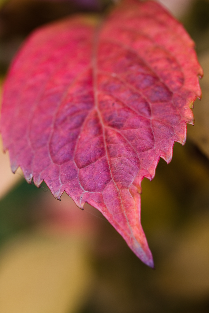 Blatt in Herbstfärbung