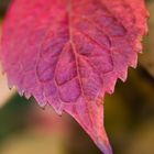 Blatt in Herbstfärbung