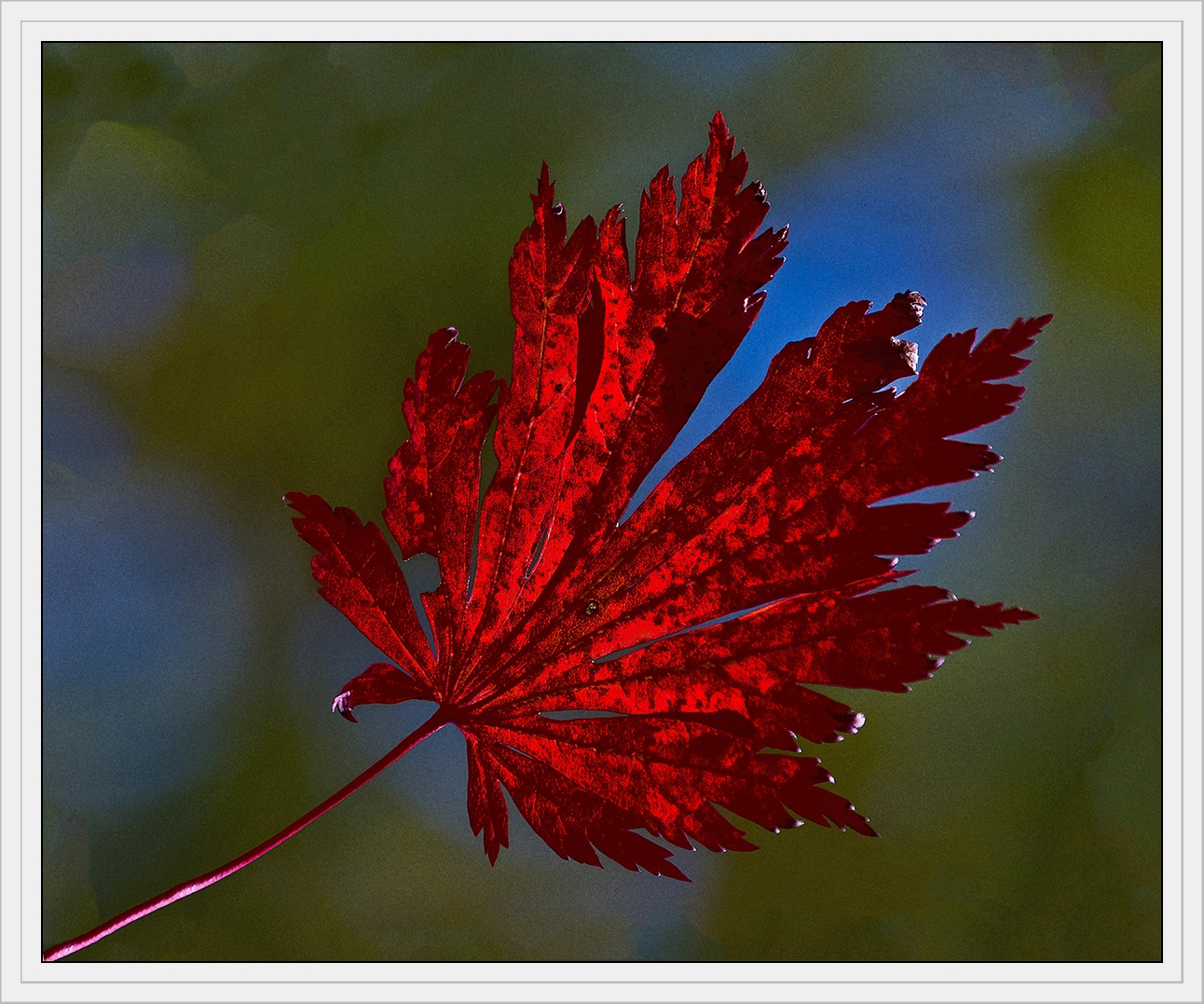 Blatt in Herbstlaune II