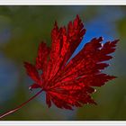 Blatt in Herbstlaune II