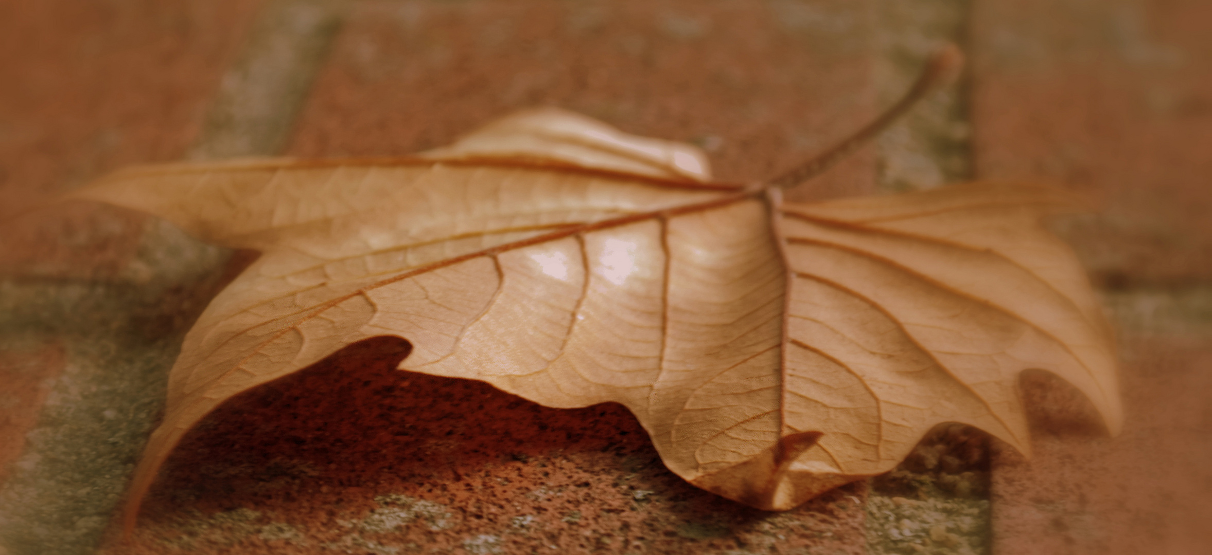 Blatt in herbstlichen Farben