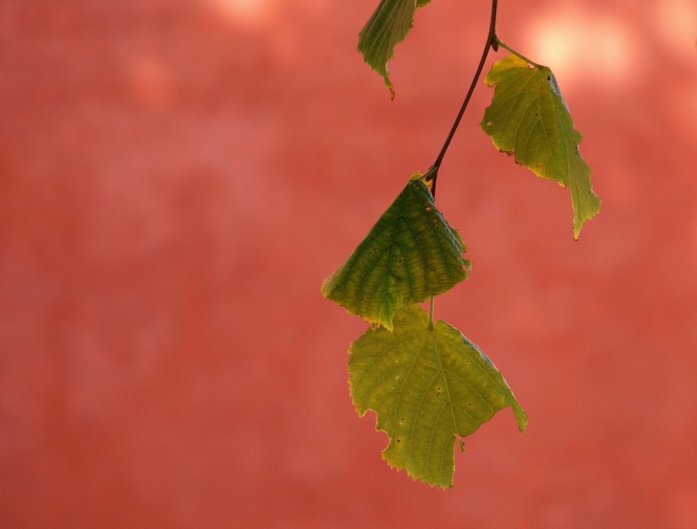 Blatt in Kopenhagen