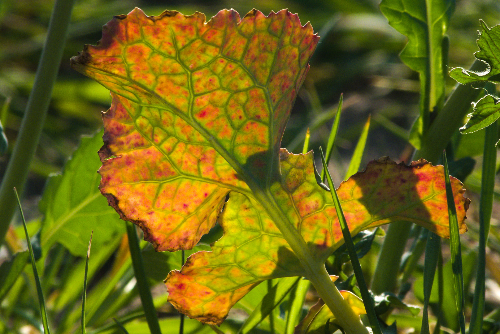 Blatt in Rapsfeld