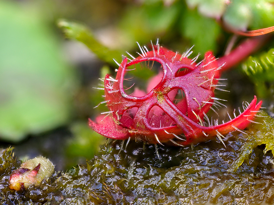 Blatt in rot