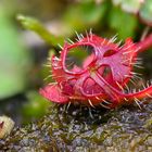 Blatt in rot