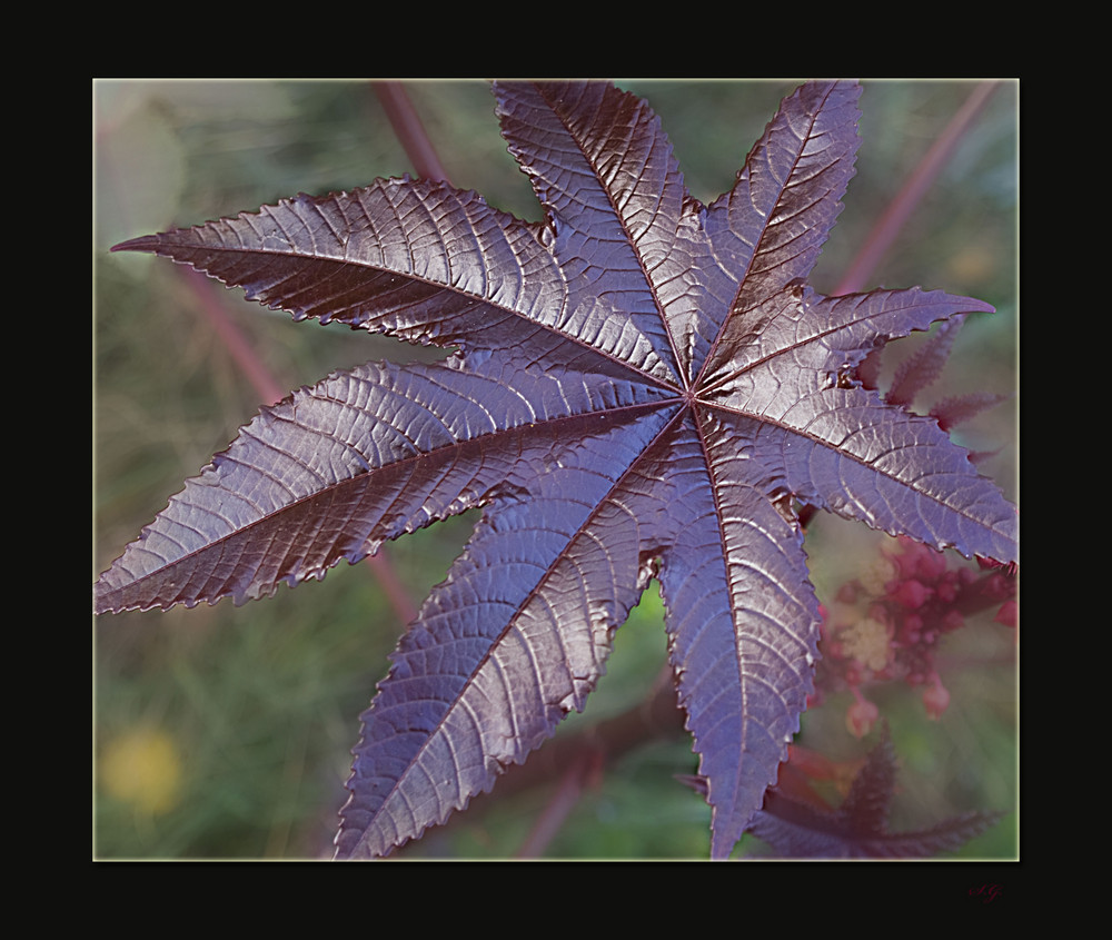 "Blatt in rot" (Rizinus)