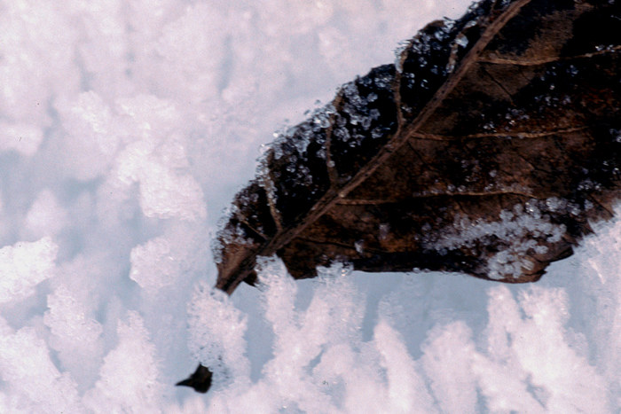 Blatt in Schnee