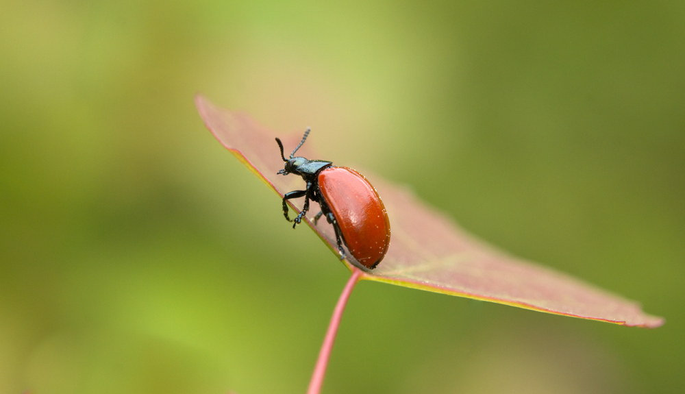 Blatt - Käfer