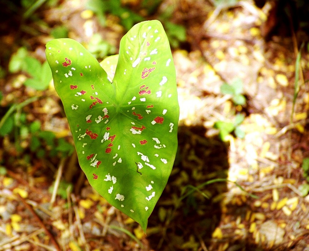 Blatt-Kunst