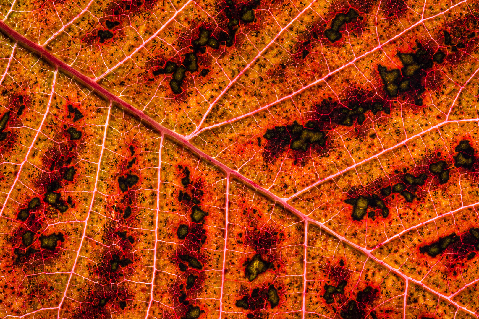 Blatt-Landschaft II