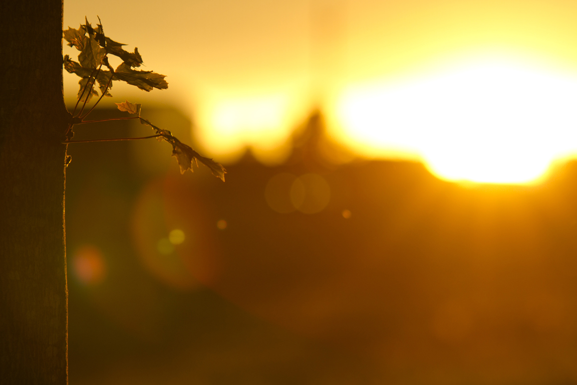 Blatt letzten Abendlicht